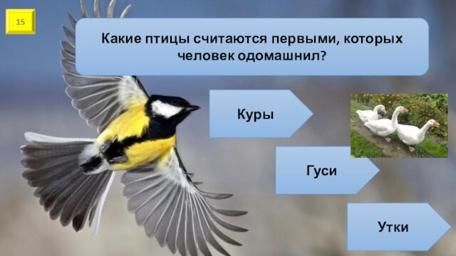 Предками птиц считают. Одомашненные птицы. Одомашненные птицы список. Воробей и курица.