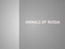 Animals Of Russia