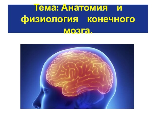 Анатомия и физиология конечного мозга
