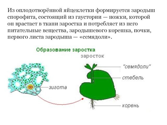 Из оплодотворённой яйцеклетки формируется зародыш спорофита, состоящий из гаустории — ножки, которой он врастает в ткани