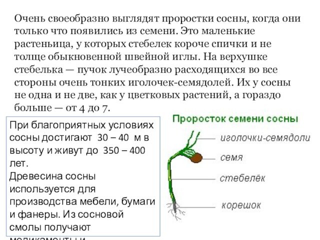 Очень своеобразно выглядят проростки сосны, когда они только что появились из семени. Это маленькие растеньица,