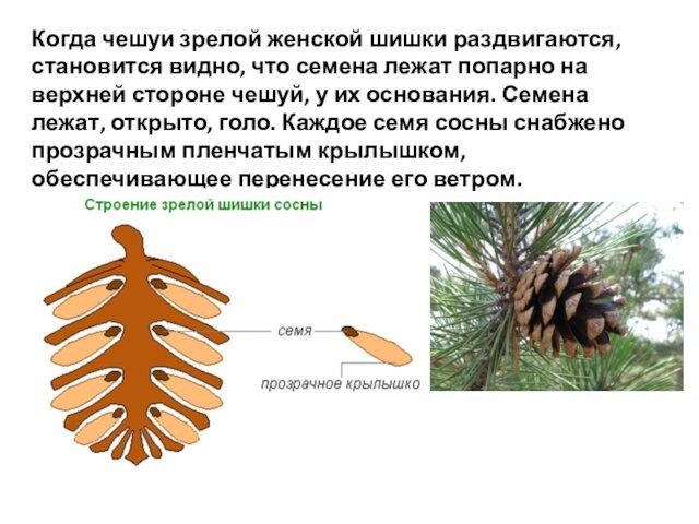 Когда чешуи зрелой женской шишки раздвигаются, становится видно, что семена лежат попарно на верхней стороне