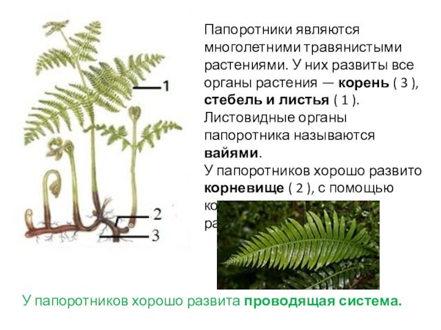 Папоротники являются многолетними травянистыми растениями. У них развиты все органы растения — корень ( 3