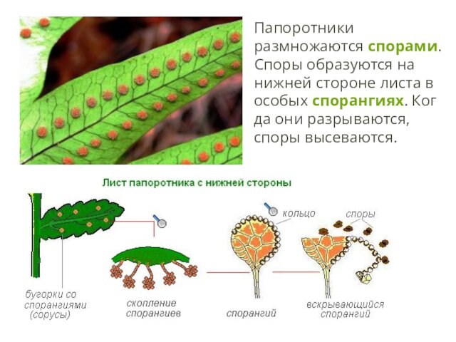 Папоротники размножаются спорами. Споры образуются на нижней стороне листа в особых спорангиях. Когда они разрываются, споры высеваются.