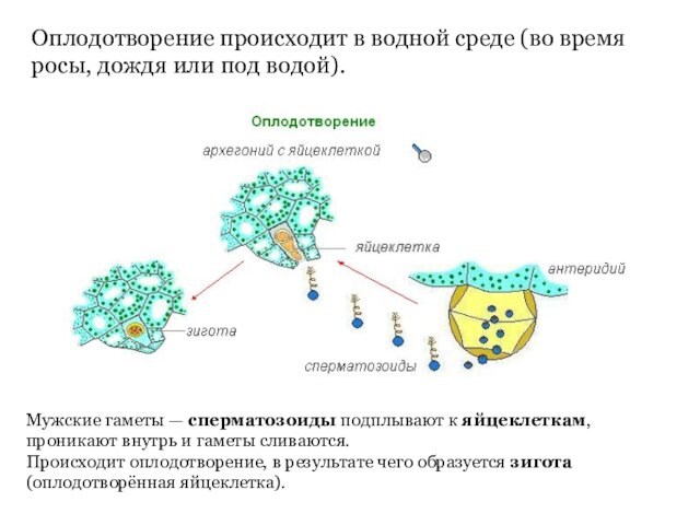 Оплодотворение происходит в водной среде (во время росы, дождя или под водой).Мужские гаметы — сперматозоиды подплывают