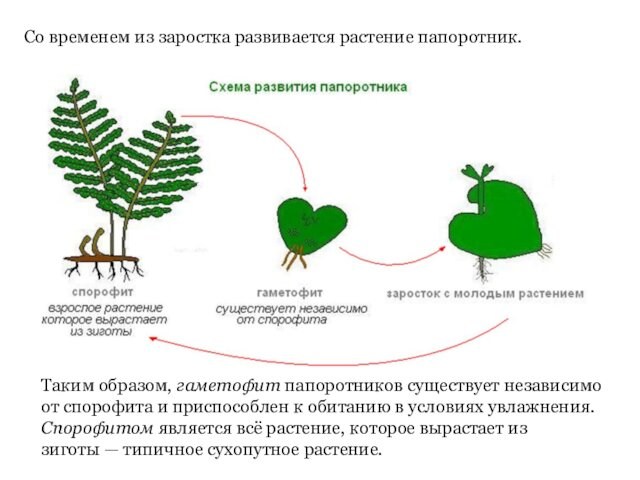 Со временем из заростка развивается растение папоротник.Таким образом, гаметофит папоротников существует независимо от спорофита и приспособлен к