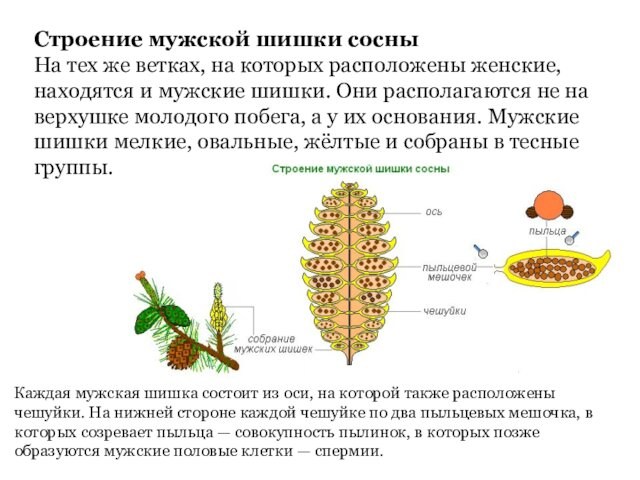 Строение мужской шишки сосныНа тех же ветках, на которых расположены женские, находятся и мужские шишки.