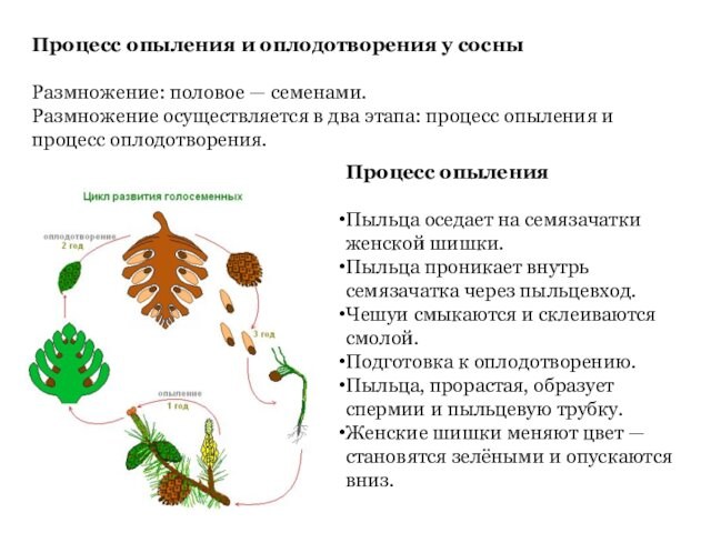 Процесс опыления и оплодотворения у сосныРазмножение: половое — семенами.Размножение осуществляется в два этапа: процесс опыления и