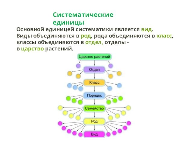 Систематические единицыОсновной единицей систематики является вид. Виды объединяются в род, рода объединяются в класс, классы объединяются в отдел, отделы - в царство растений.