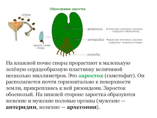 На влажной почве споры прорастают в маленькую зелёную сердцеобразную пластинку величиной несколько миллиметров. Это заросток