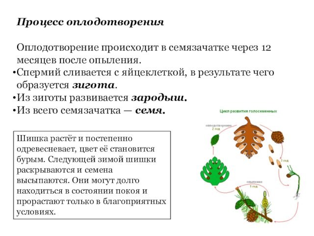 Процесс оплодотворенияОплодотворение происходит в семязачатке через 12 месяцев после опыления.Спермий сливается с яйцеклеткой, в результате