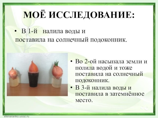 Проект выращивание лука презентация