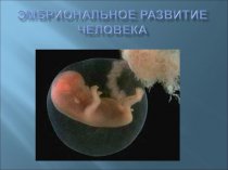 Эмбриональное развитие человека