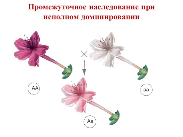 Промежуточный признак неполное доминирование