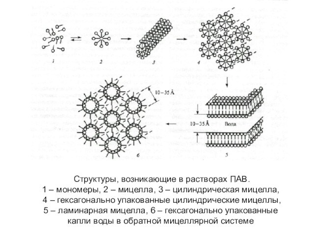 Структуры, возникающие в растворах ПАВ.1 – мономеры, 2 – мицелла, 3 – цилиндрическая мицелла,