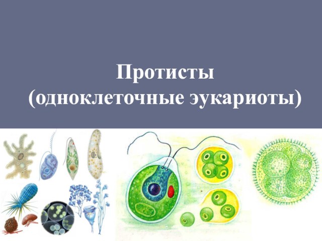 Протисты (одноклеточные эукариоты)