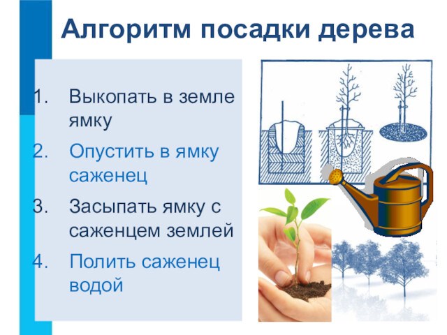 Алгоритм посадки дереваВыкопать в земле ямкуОпустить в ямку саженецЗасыпать ямку с саженцем землейПолить саженец водой