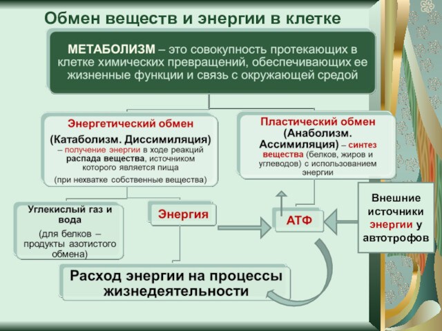 Обмен веществ и энергии в клеткеВнешние источники энергии у автотрофов