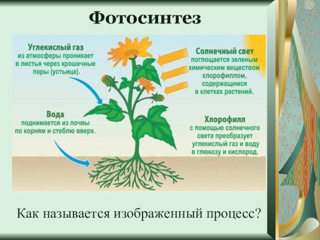 ФотосинтезКак называется изображенный процесс?