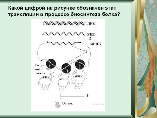 Какой циф­рой на ри­сун­ке обо­зна­чен этап транс­ля­ции в про­цес­се био­син­те­за белка?