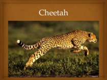 Cheetah. Appearance. Hunting