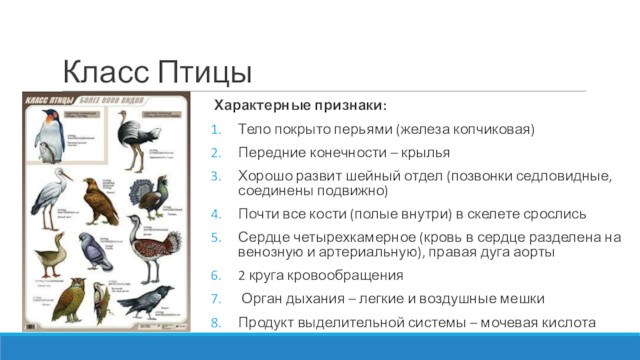 Выберите общий признак млекопитающих. Характерные признаки птиц. Признаки класса птиц. Копчиковая железа у птиц. Что характерно для птиц.