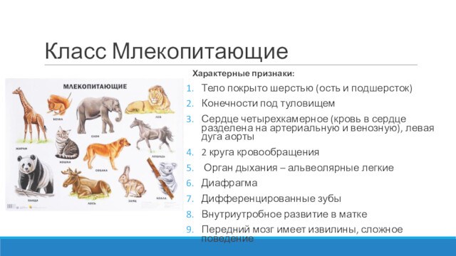 Какие особенности характерны для млекопитающих. Признаки характерные для класса млекопитающие. Признаки характеризующие класс млекопитающие. Какие признаки характеризуют класс млекопитающие?. Какие признаки характерны для животных.