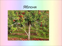 Яблоня. Ботаническое описание