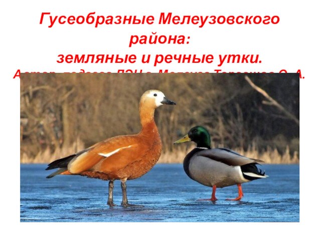 Гусеобразные Мелеузовского района: земляные и речные утки. Часть 2