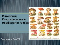 Микология. Классификация и морфология грибов