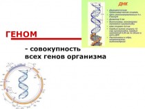Геном - совокупность всех генов организма