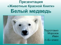 Животные Красной Книги. Белый медведь