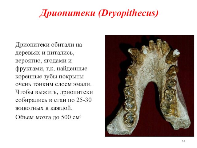 найденные коренные зубы покрыты очень тонким слоем эмали. Чтобы выжить, дриопитеки собирались в стаи по