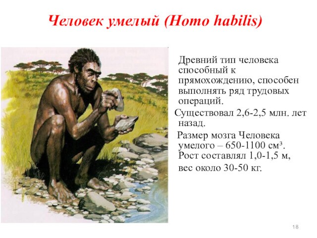 Человек умелый (Homo habilis)	Древний тип человека способный к прямохождению, способен выполнять ряд трудовых операций.  Существовал