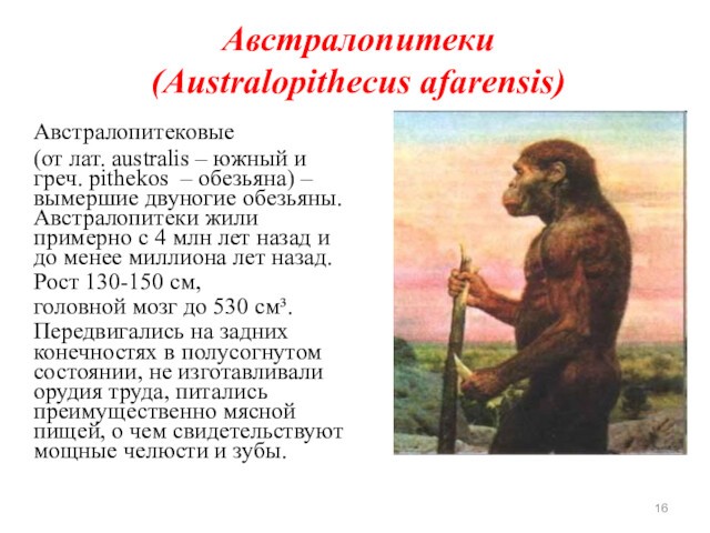 Австралопитеки            (Australopithecus afarensis)	Австралопитековые 	(от лат.