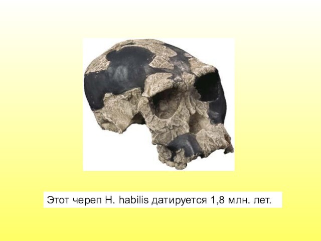 Этот череп H. habilis датируется 1,8 млн. лет.