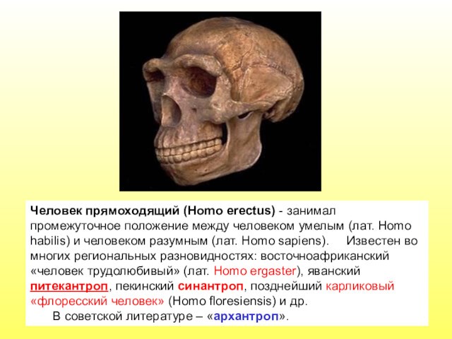 Homo habilis) и человеком разумным (лат. Homo sapiens). 	Известен во многих региональных разновидностях: восточноафриканский «человек