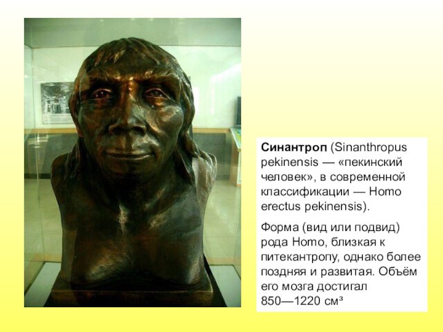 pekinensis).Форма (вид или подвид) рода Homo, близкая к питекантропу, однако более поздняя и развитая. Объём