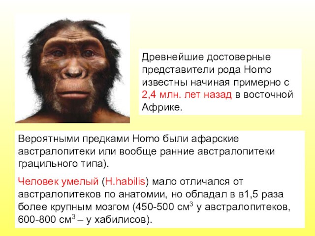 Вероятными предками Homo были афарские австралопитеки или вообще ранние австралопитеки грацильного типа).Человек умелый (H.habilis) мало отличался