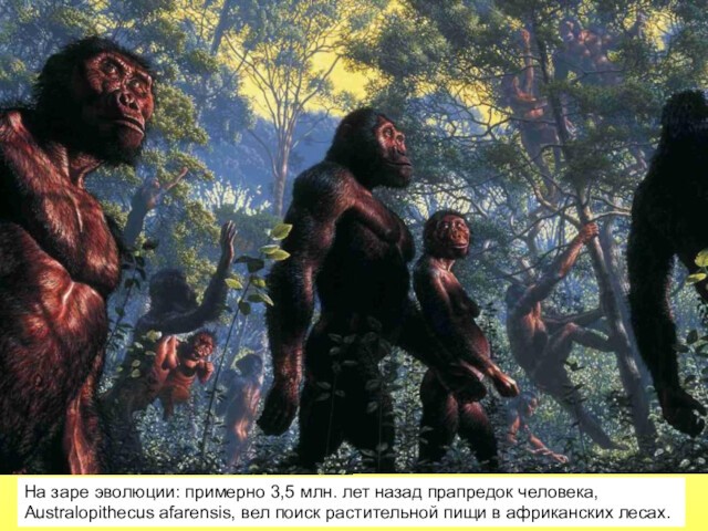 На заре эволюции: примерно 3,5 млн. лет назад прапредок человека, Аustralopithecus afarensis, вел поиск растительной пищи