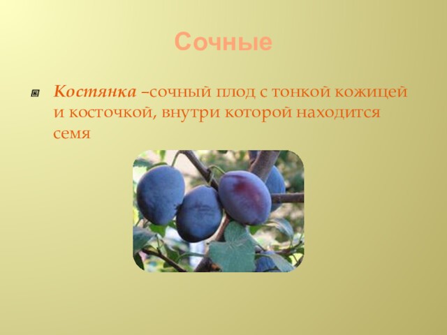 СочныеКостянка –сочный плод с тонкой кожицей и косточкой, внутри которой находится семя