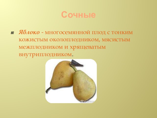 СочныеЯблоко - многосемянной плод с тонким кожистым околоплодником, мясистым межплодником и хрящеватым внутриплодником.