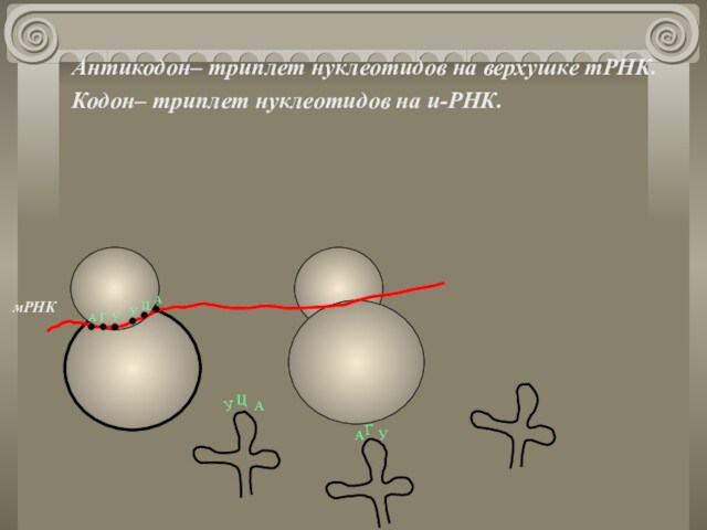 Антикодон– триплет нуклеотидов на верхушке тРНК.		Кодон– триплет нуклеотидов на и-РНК. мРНКАГУУЦАУЦААГУа/ка/ка/кУУГАЦУУГЦВодородные связи междукомплементарными нуклеотидами