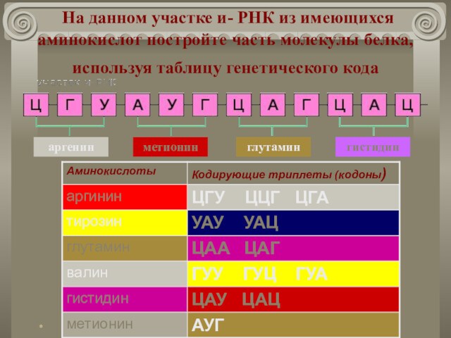 На данном участке и- РНК из имеющихся аминокислот постройте часть молекулы белка, используя таблицу