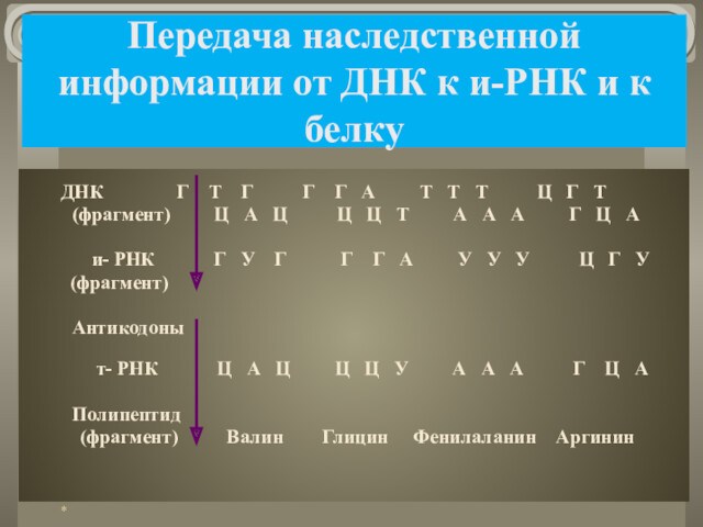 Передача наследственной информации от ДНК к и-РНК и к белку			ДНК    Г Т