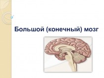 Большой (конечный) мозг