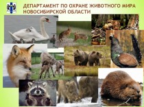 Департамент по охране животного мира Новосибирской области