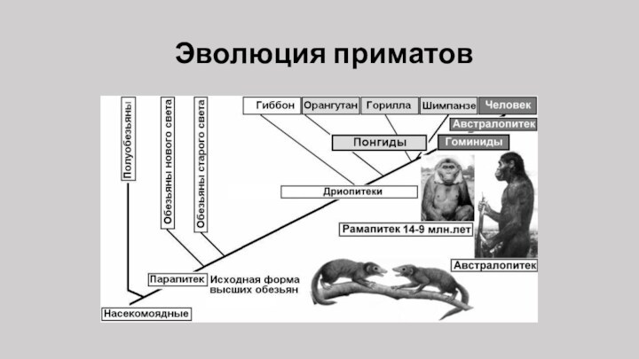 Антропогенез эволюция приматов презентация