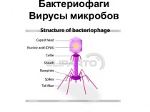 Бактериофаги. Вирусы микробов