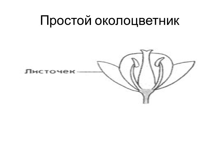 Цветки без околоцветника. Цветок с простым околоцветником. Простой и сложный околоцветник. Простой околоцветник. Формула цветка с простым околоцветником.